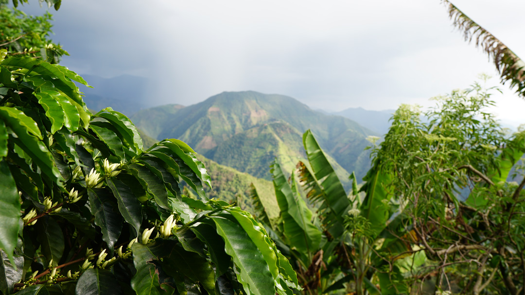 Circle coffee back to the forest